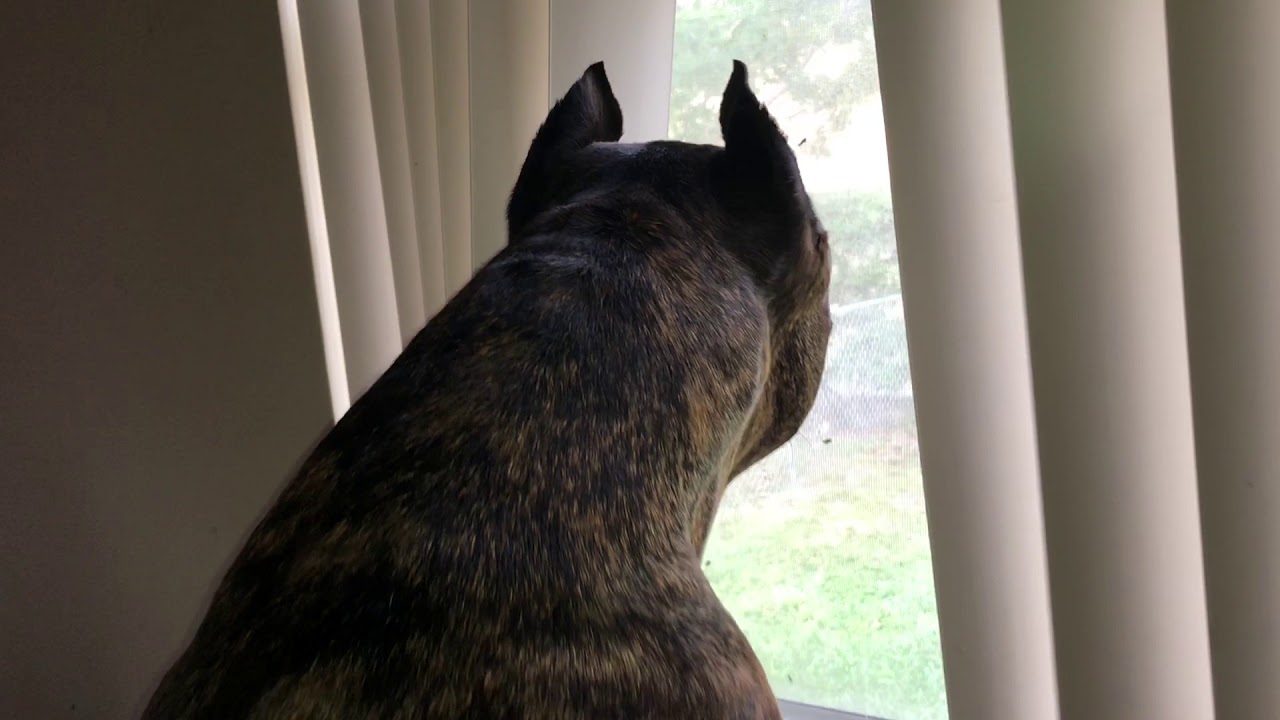 scary pitbull barking !!!