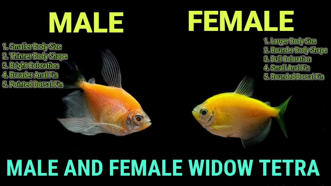 How To Identify Male And Female Widow Fish