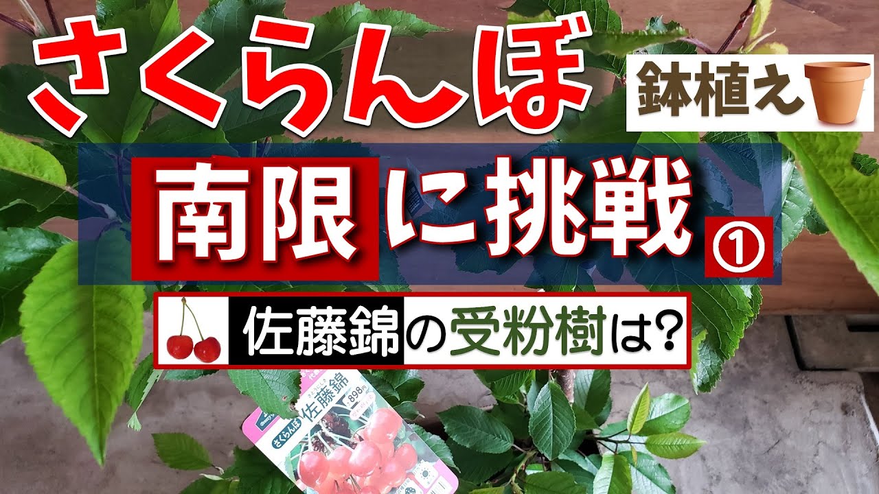 果樹栽培：さくらんぼ(2本）鉢植えしました