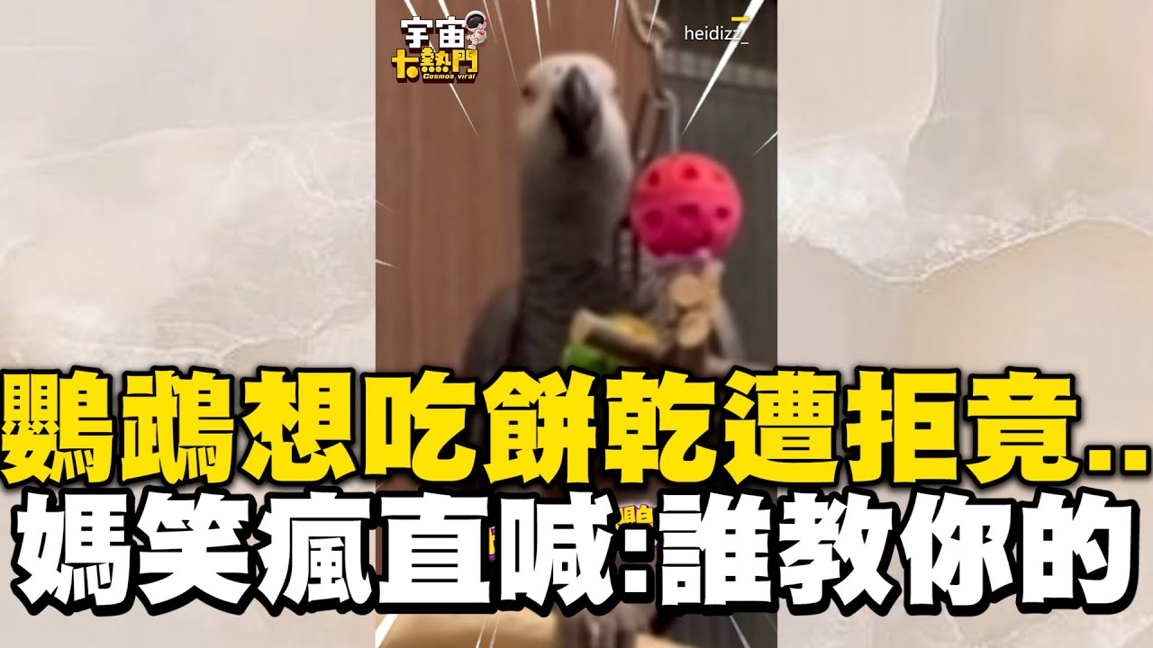 8+9鸚鵡想吃餅乾遭拒竟   媽笑瘋直喊：到底誰教你的