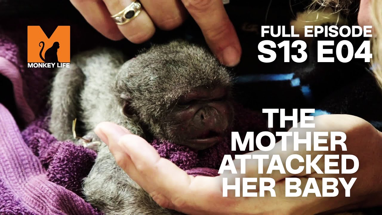 A Woolly Mum Rejects & Attacks Her Baby | Monkey Life Season 13 Episode 4 | Monkey Life