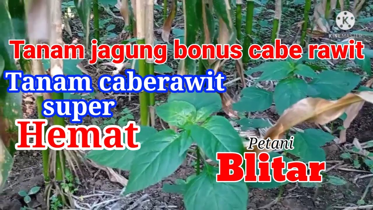 Cabe | Akur dengan Jagung.
