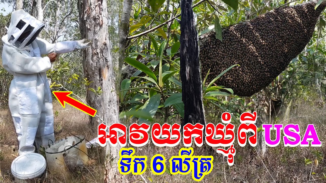 សាកអាវយកឃ្មុំពីសហរដ្ឋអាមេរិកបានទឹកឃ្មុំខែប្រាំងនេះដល់ទៅ6លីត្រ Take honey bee by a new way