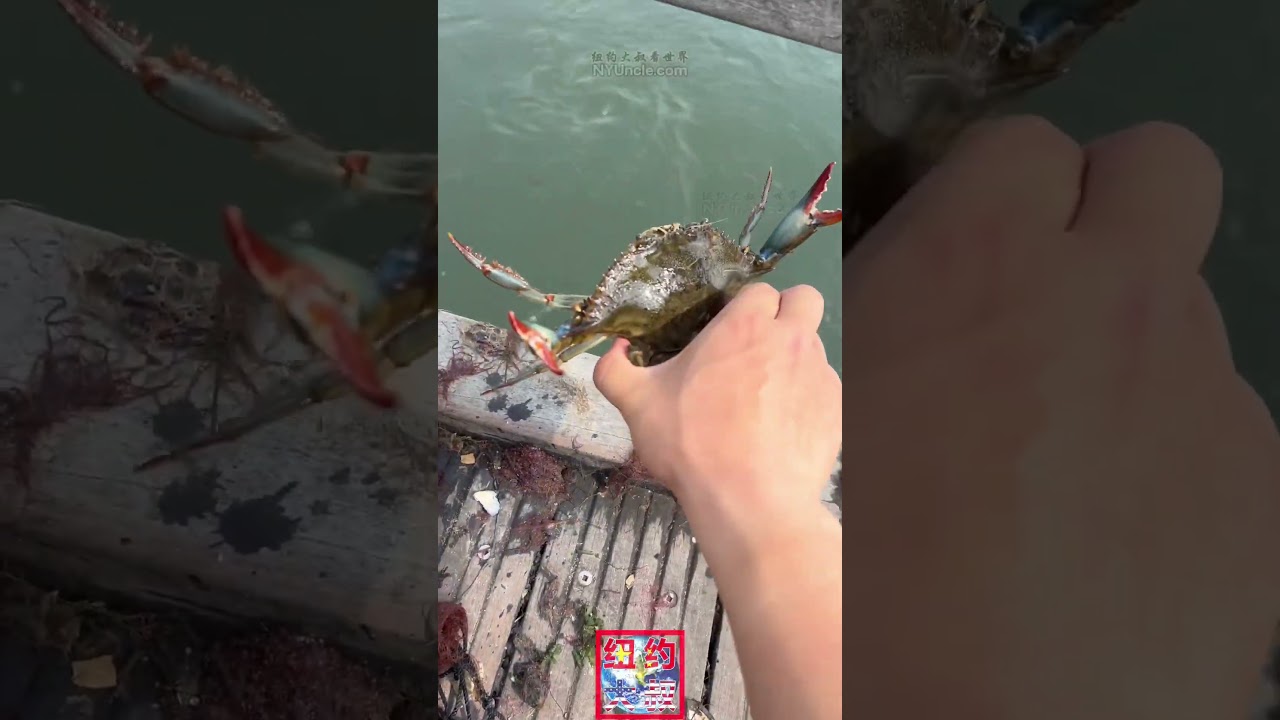 我在紐約長島抓螃蟹🦀：抓公放母，抓大放小 