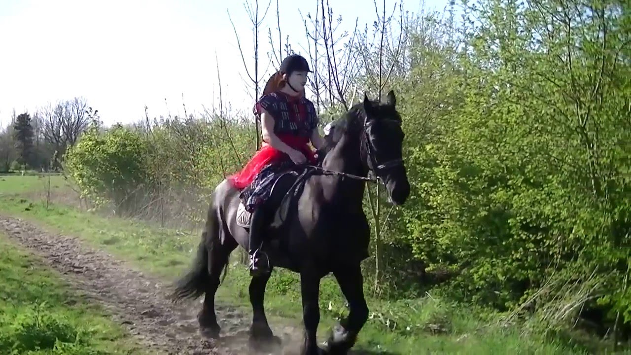 RSV de Hoge Devel Ponykamp 2015 Japony Trailer!