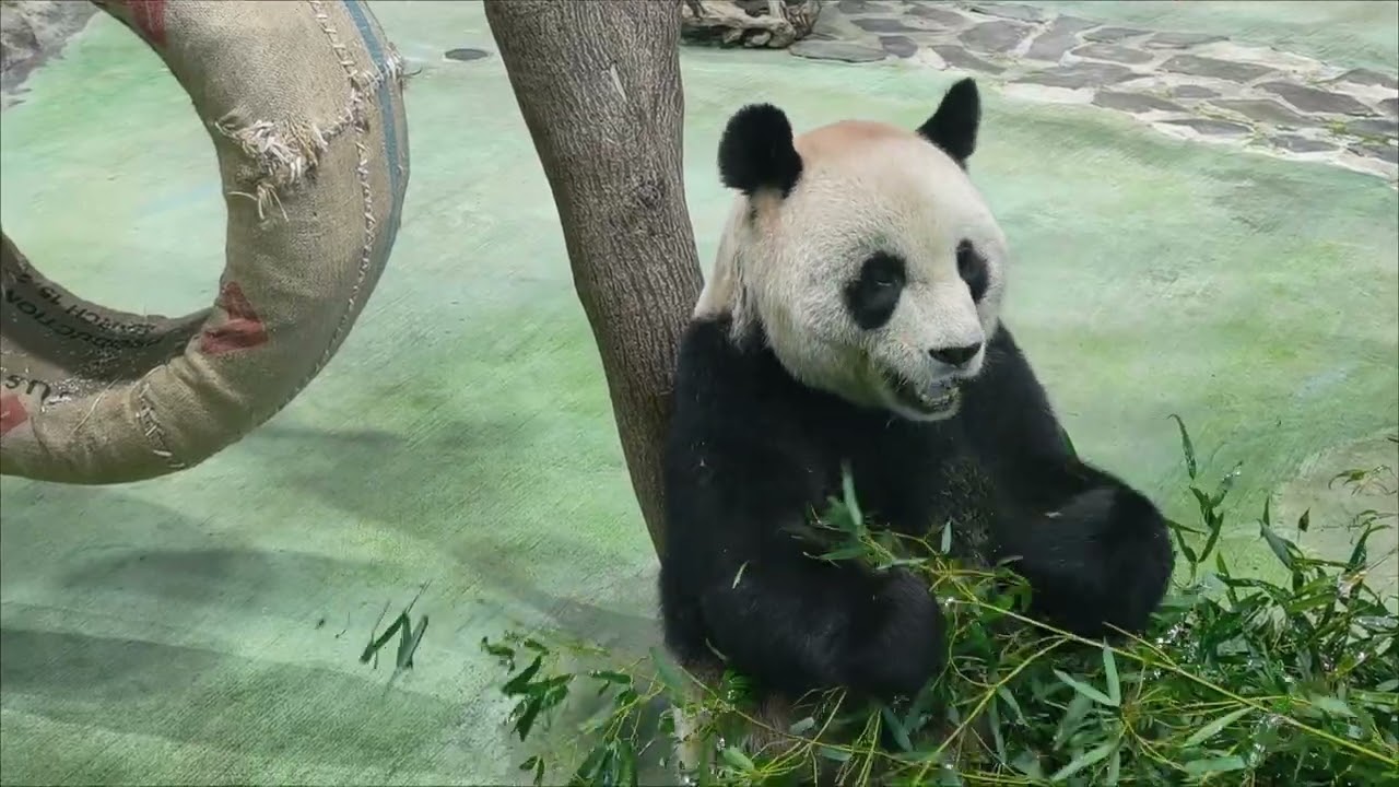 2026/02/23大年初七 圓圓（代 圓寶 出場。）嚴禁轉載