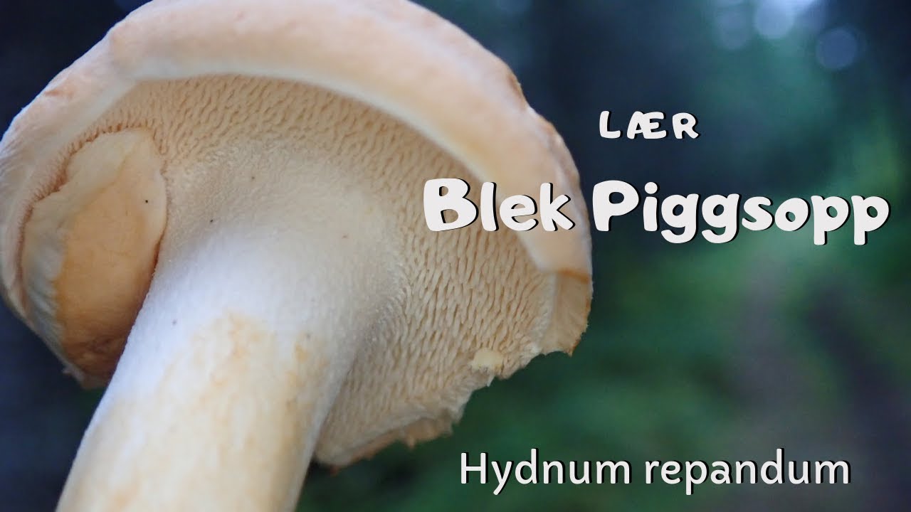 L&aelig;r piggsopp (hydnum repandum)