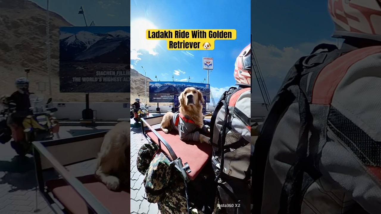 Ladakh bike ride with Golden Retriever || Bike ride with Dog || Ladakh bike ride @HimalayanAmit