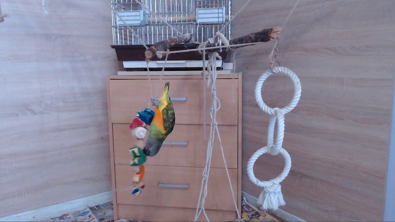 Ferda Papoušek Senegalský (Senegal Parrot )