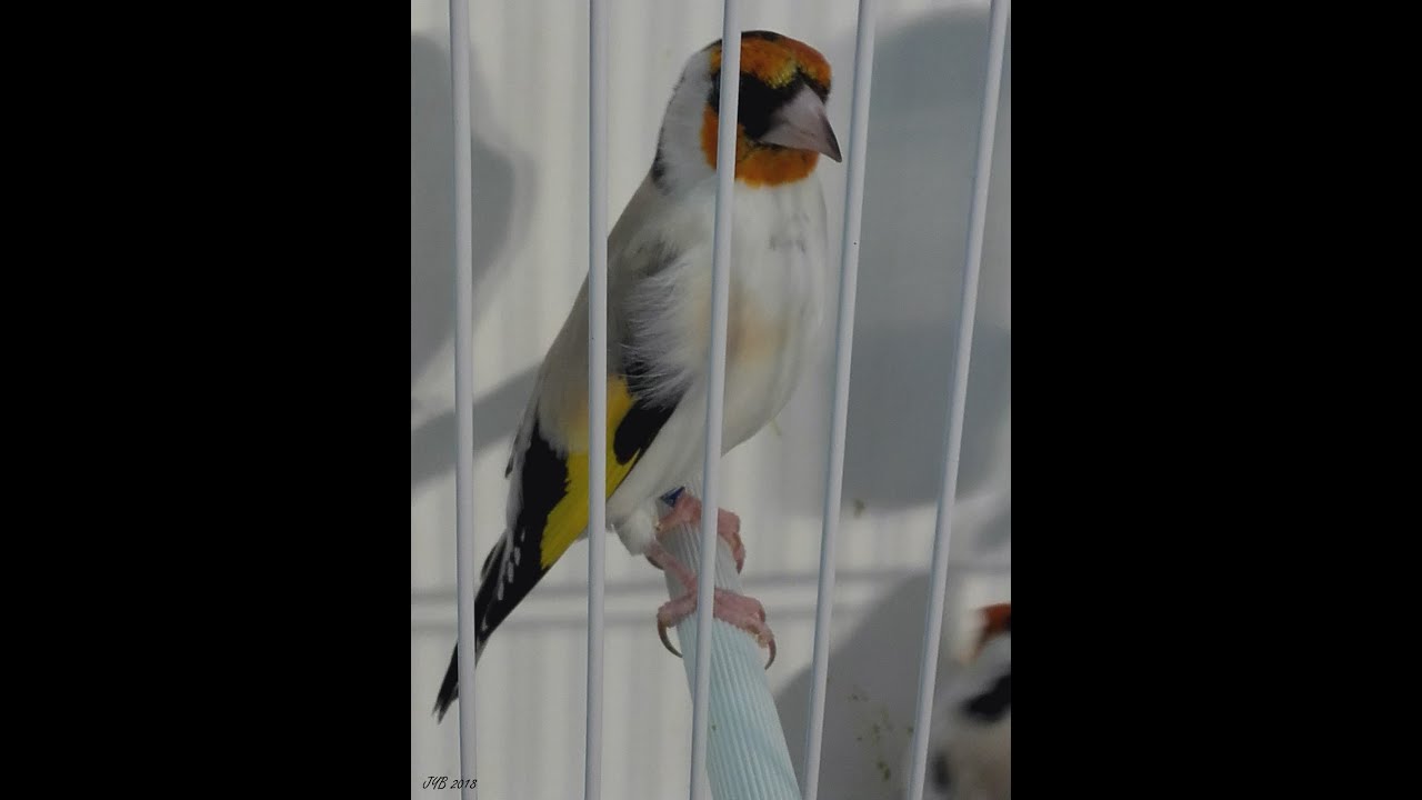 CHARDONNERETS &Eacute;L&Eacute;GANTS - MUTATIONS - GOLDFINCHES - REGGIO 2019