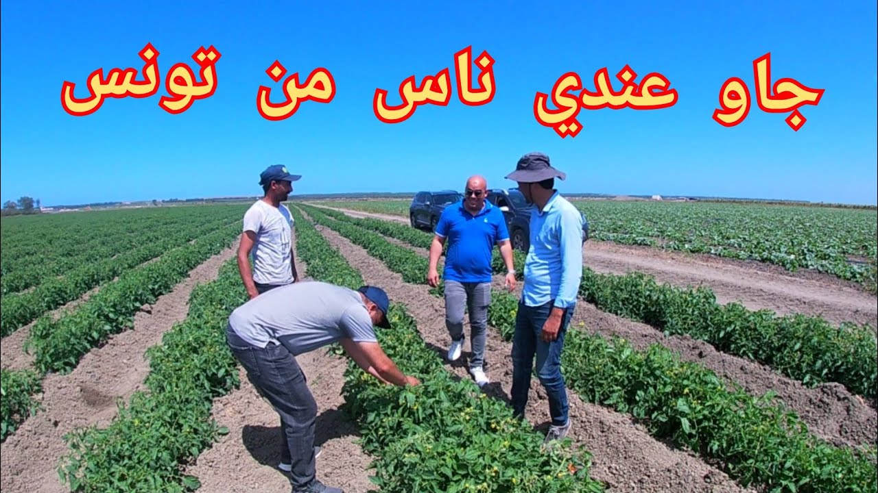 أجي تشوف الإنتاج ديال طماطم 🍅