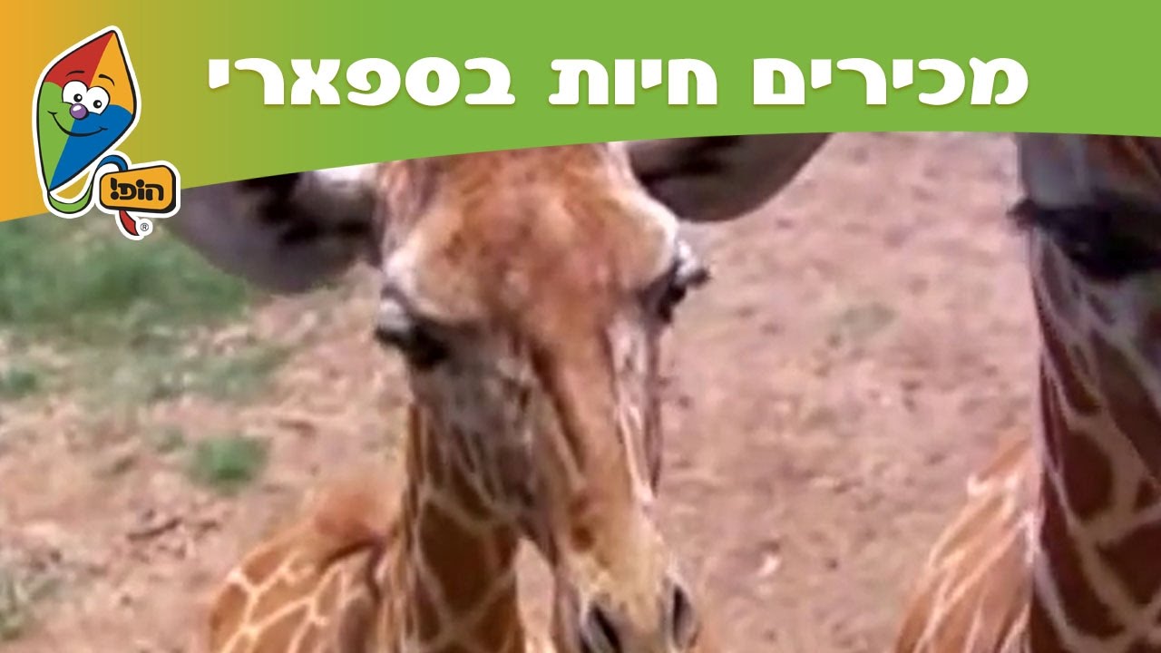 מכירים חיות בספארי: ג'ירפה - מסלול הופ! בספארי