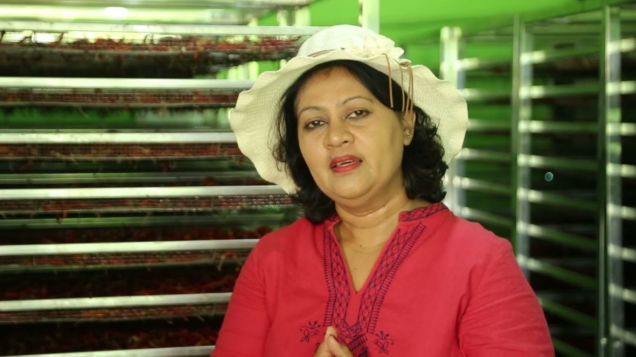 New Technology For Dry Chili Production Vavuniya