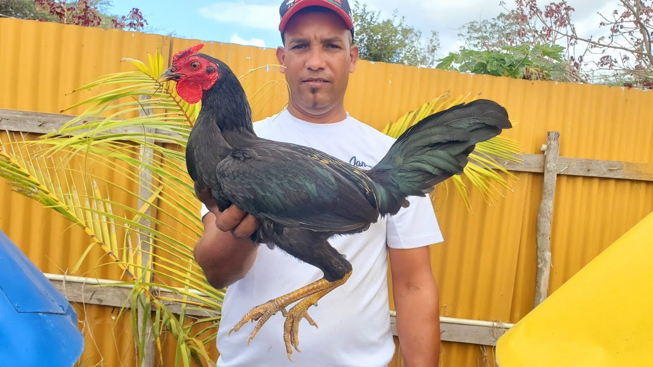 Visitamos al Criadero mas Colorido del 2021 Wilmery o Wilson Basilio No te lo Pierdas 20 Minutos