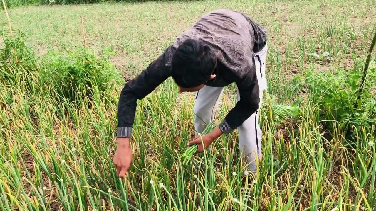 বিসমিল্লাহ এগ্রো সাইফুল ভাই খুব আসুস্ত|| Mahin Agro6