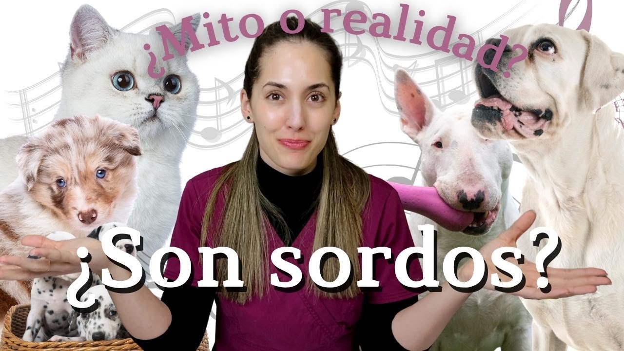 ⚪¿Los de capa blanca son sordos?🐶🦻🏻🐱  | Técnica BAER🎧