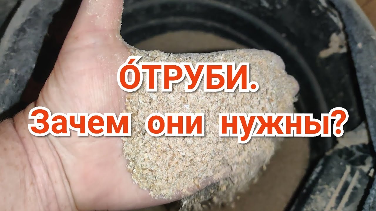 Отруби Для Кур. Зачем Они Нужны?