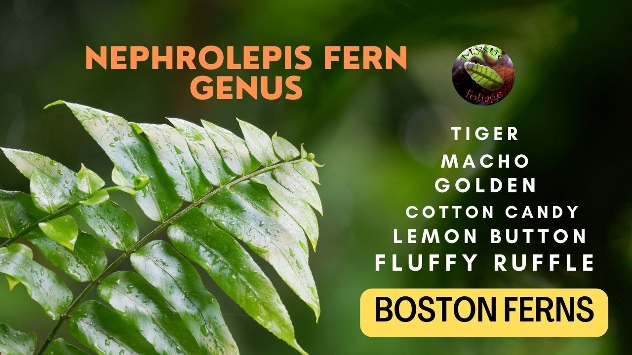 Boston Fern Family