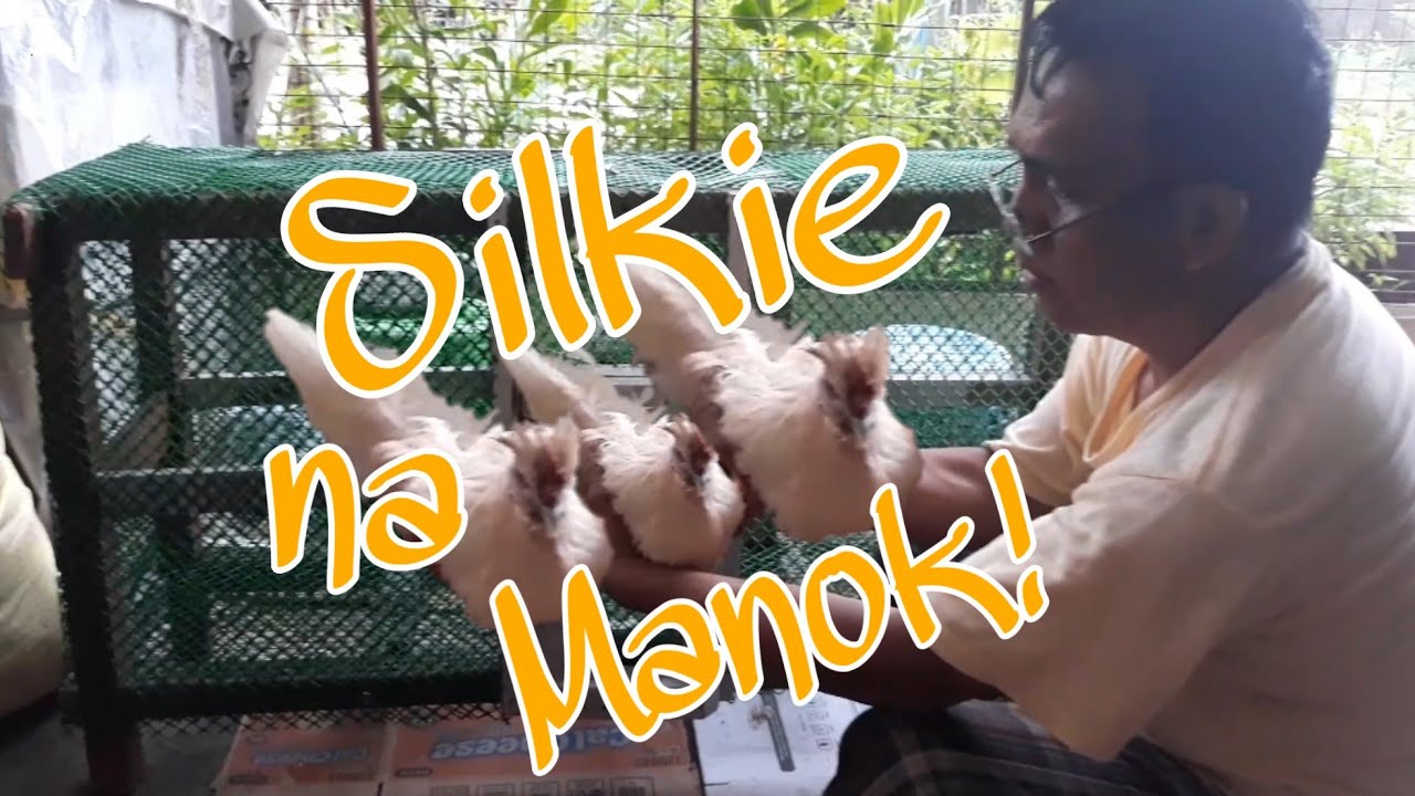 Chinese Silkie Chicken | Paano nga ba alagaan | Kuya Ymann