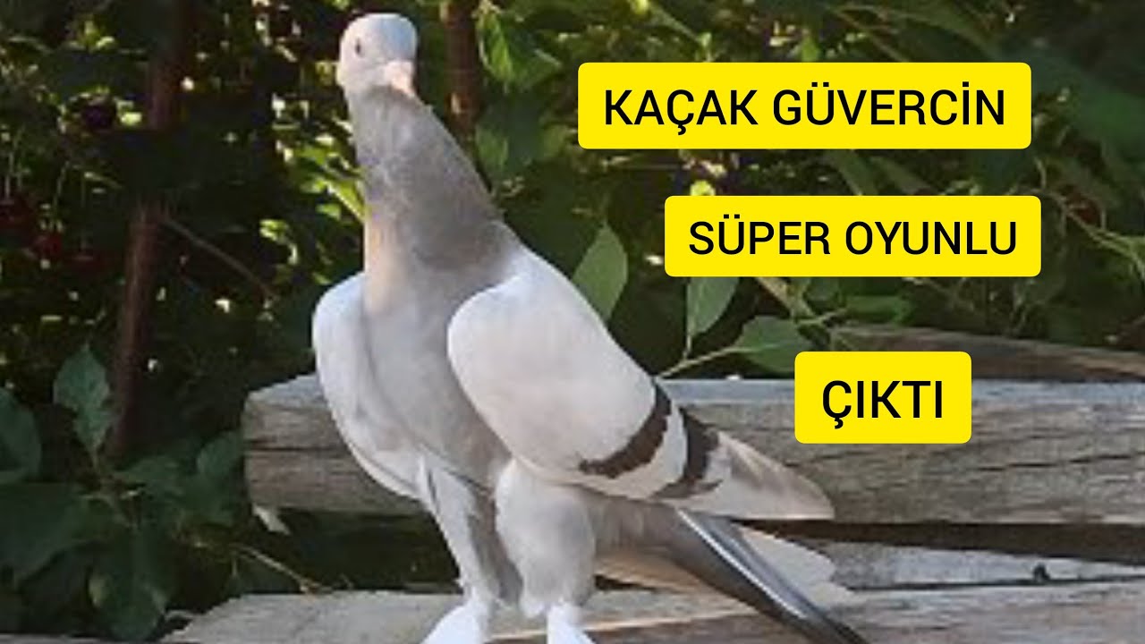 👍KAÇAK GÜVERCİN;)KOMŞUMUZUN YAKALAYİP VERDİĞİ KUS SÜPER OYUNLU BİR KUŞ ÇIKTI 👍