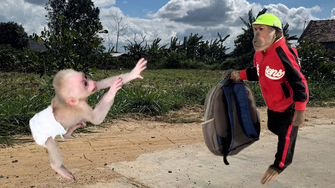 So touching! Baby monkey cries screams and runs to find ABU!