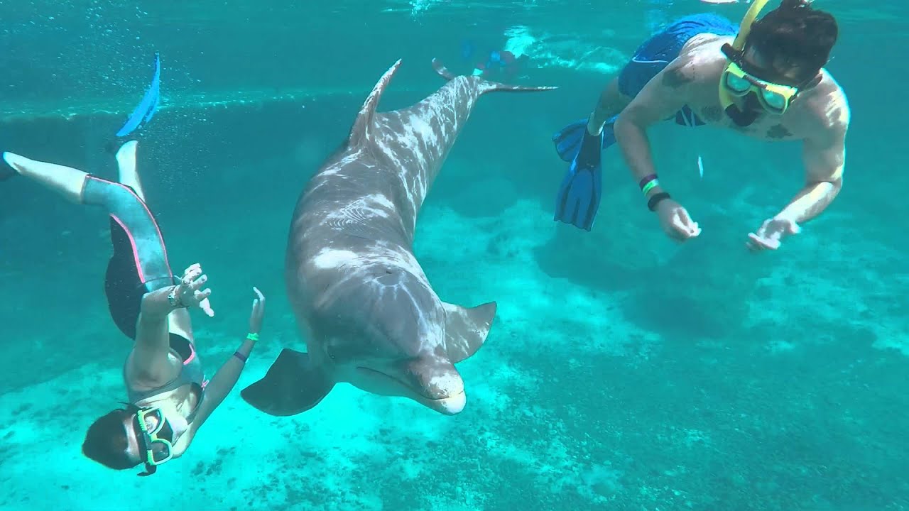 Curacao's Dolphin Academy - snorkel (freedive)