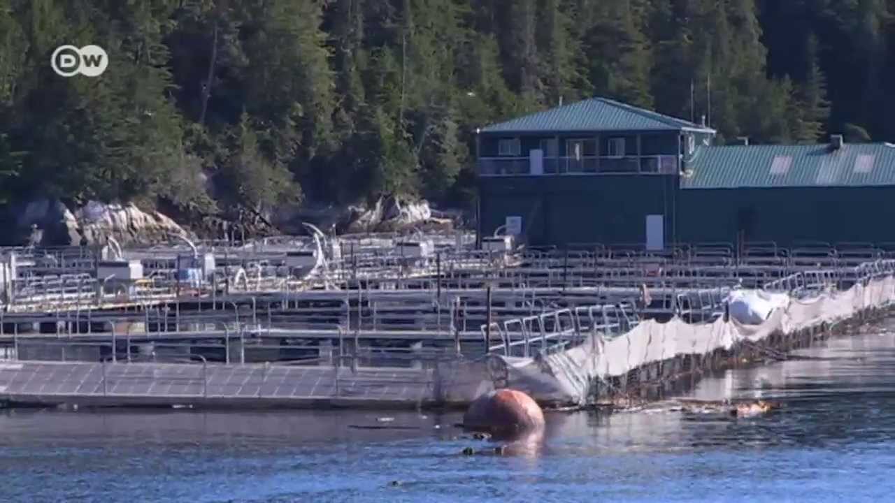 Aquafarming in Kanada - Zuchtlachs gef&auml;hrdet Wildlachs | Global 3000