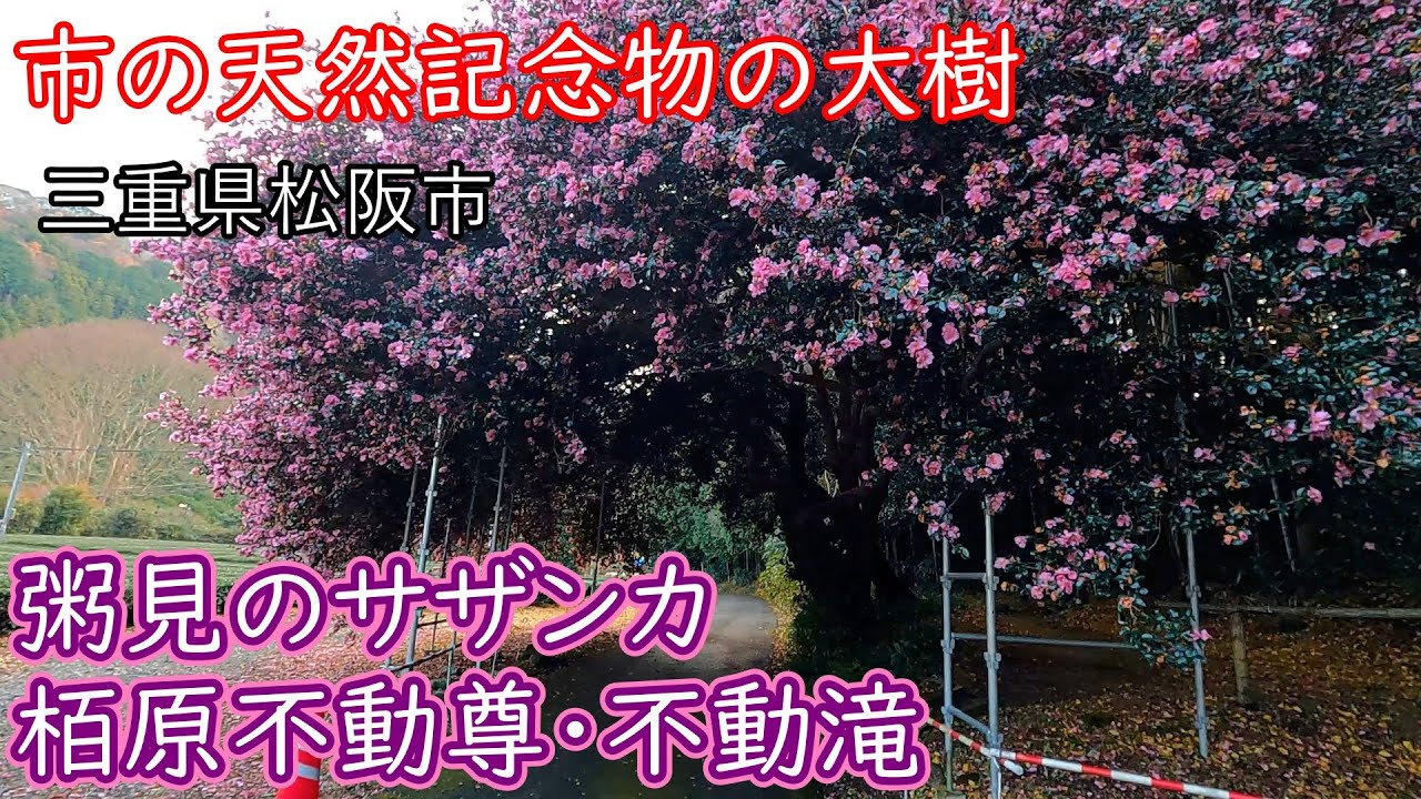 【三重県 穴場】木のトンネル「粥見のサザンカの大木」と、山中の静かなお堂「栢原不動尊・不動滝」～三重県松阪市飯南町/飯高町
