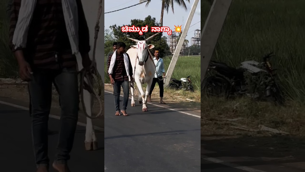 💥😱Heng Barthaiti Nodri Chimmada Nagya ❤️&zwj;🔥 Get up and go down #viralshort #trendingshorts