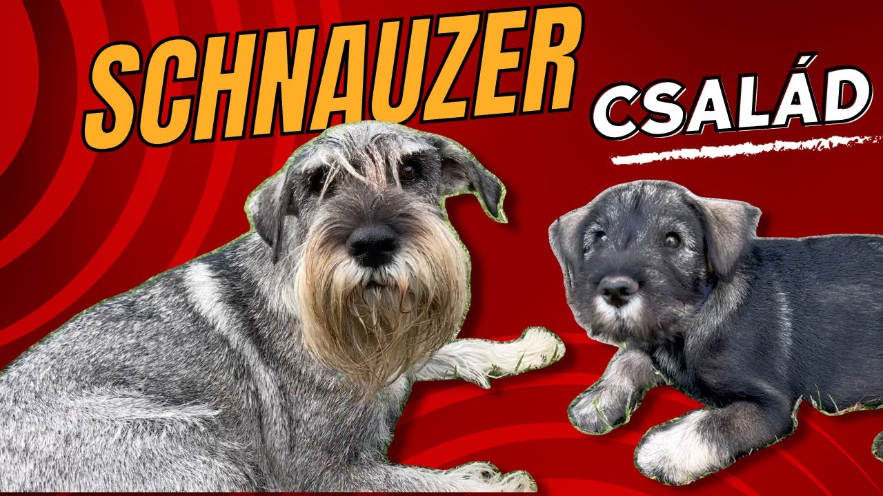 Közepes SCHNAUZER ❤️ illik hozzád ez a fajta?