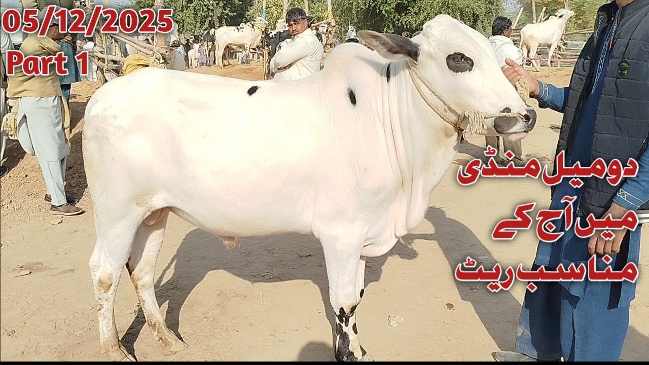 Today Domail Mandi Latest 5/12/2025 Fatehjangi Rate's Update @Wahbullcrazy Taxila Mandi Qurbani 2026