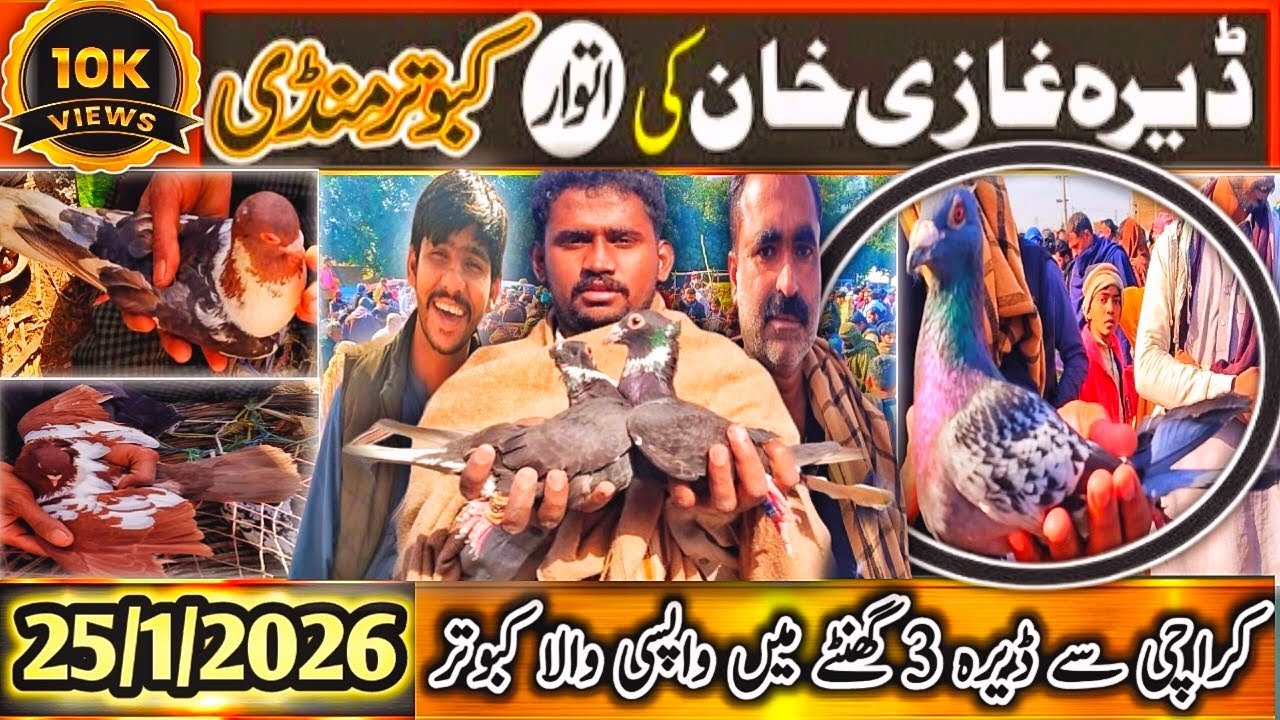 Kabootar Mandi | DGKhan Latest Update 41Vlog | DGKhan Mandi | Karachi Se Dera Sirf 3 Ghantay SpeciaL