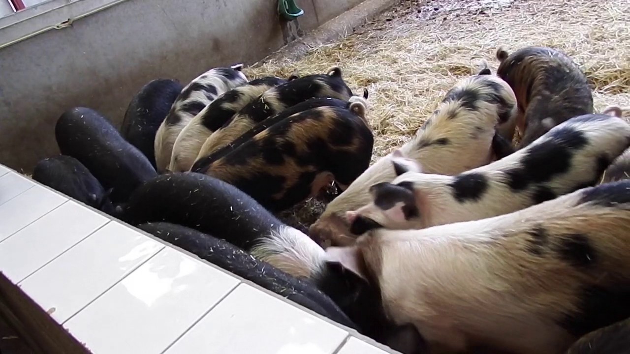 Feeding Time at Wimpole Hall