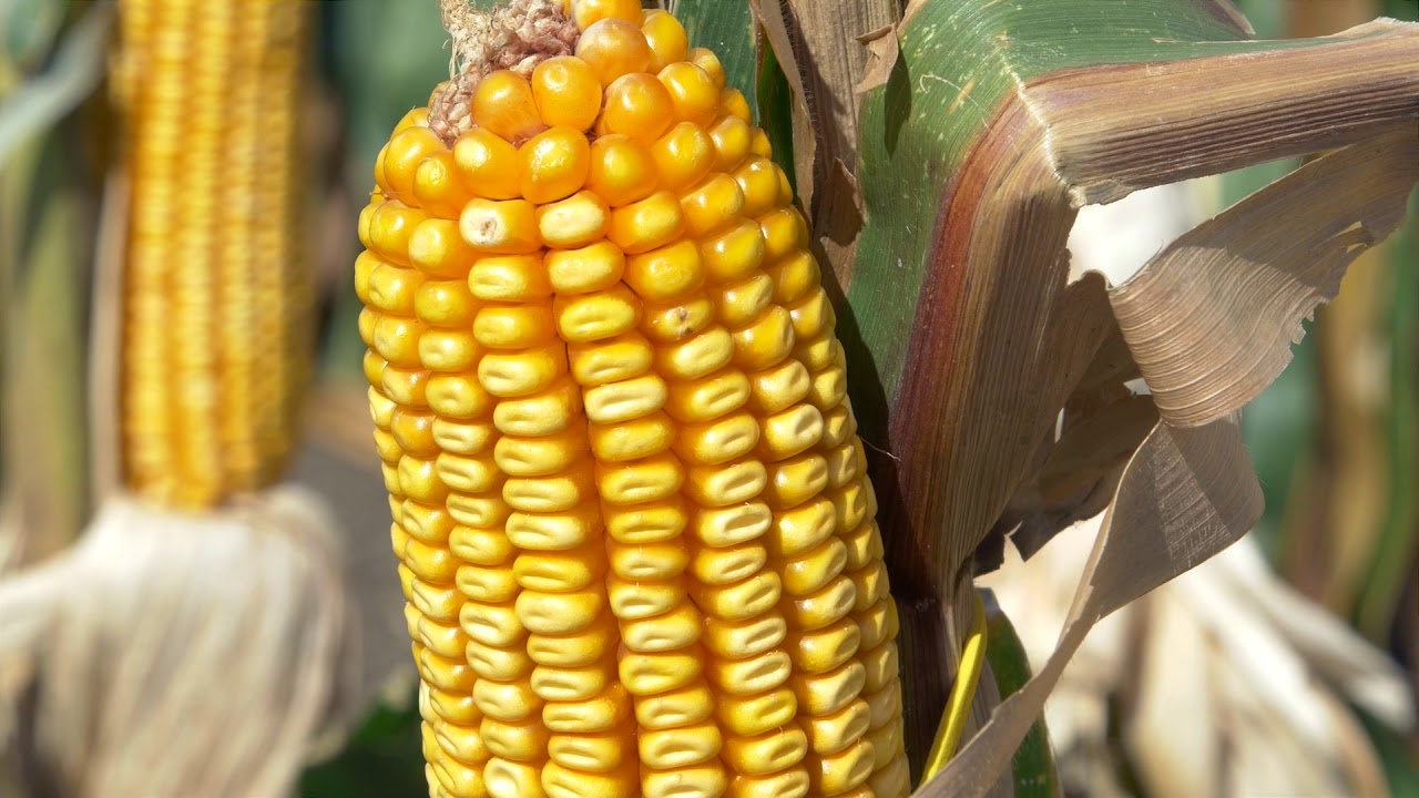 DEKALB Inovativni Centar - Portfolio DKC hibrida