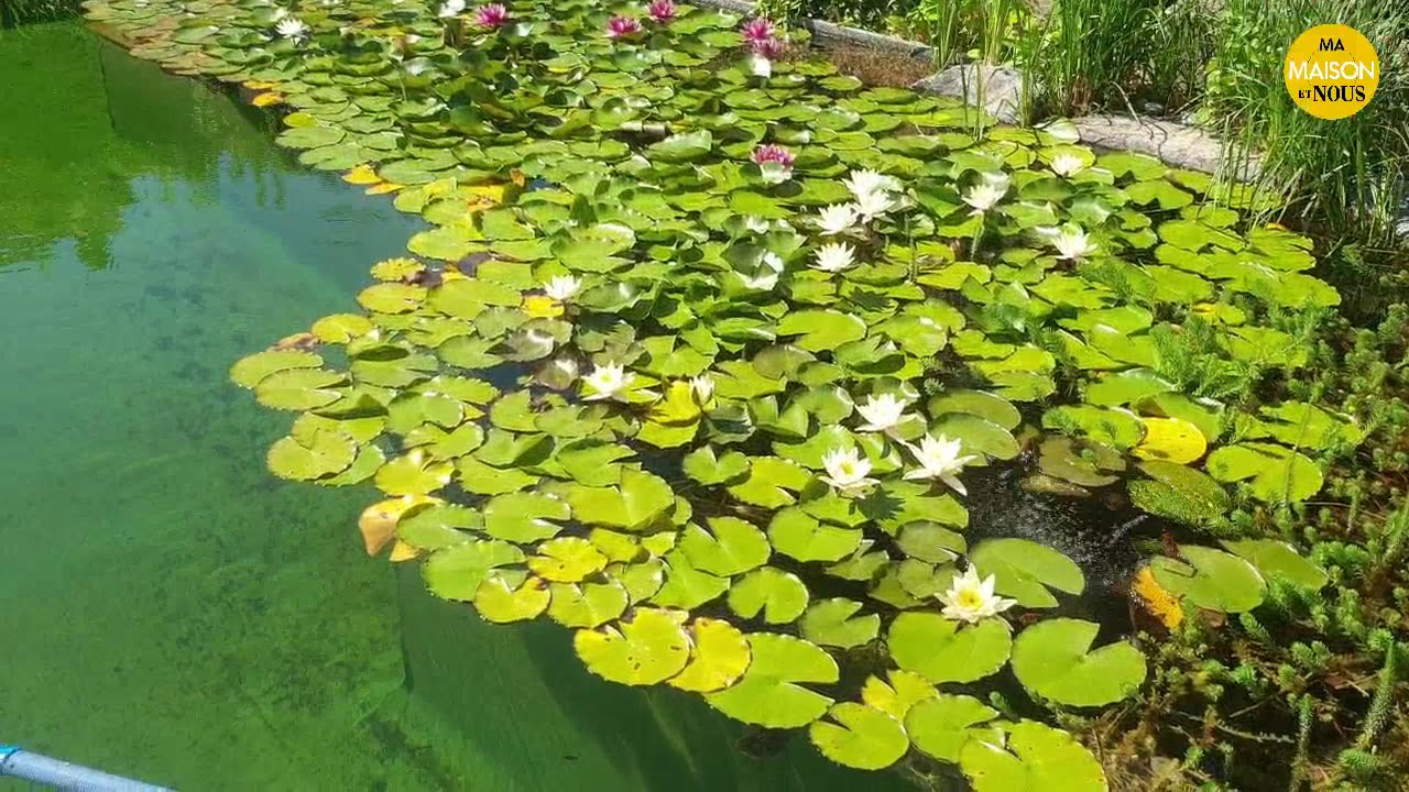 La piscine biologique: 100 % naturelle dans nos extérieurs !