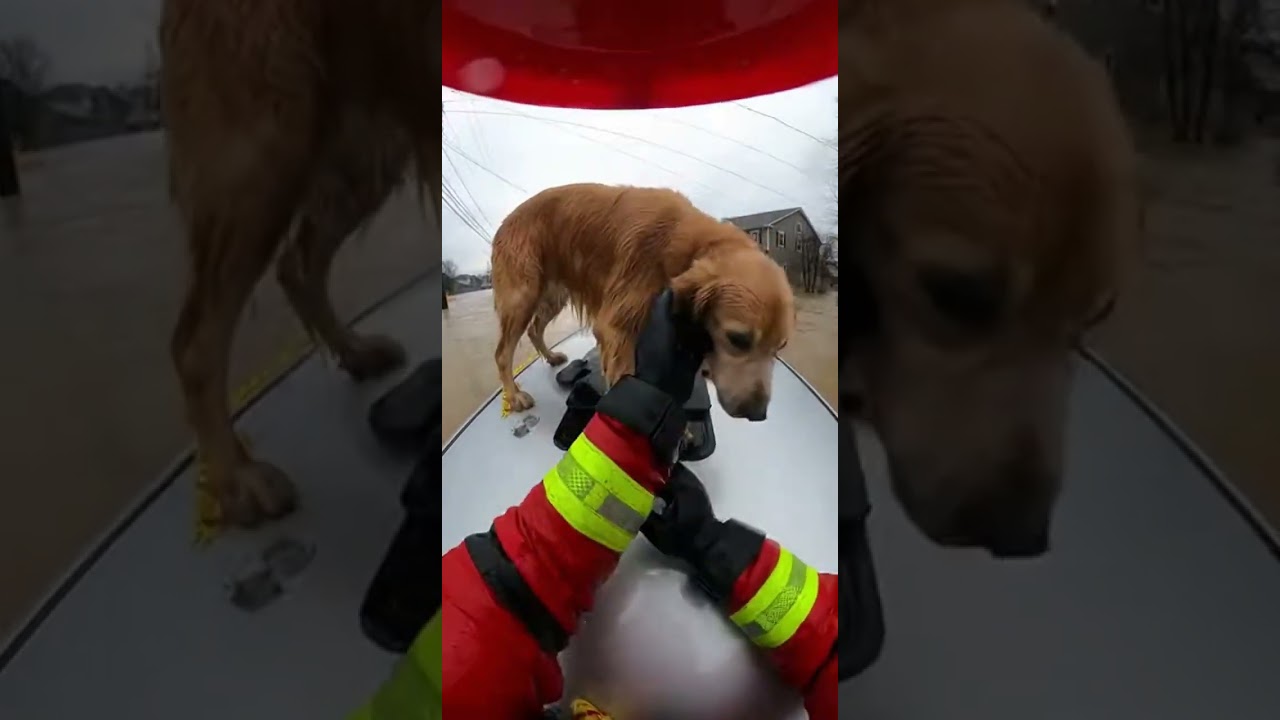 Fireman Bodycam POV: Dog Stranded on Car Roof in Flash Flood &mdash; Rescue