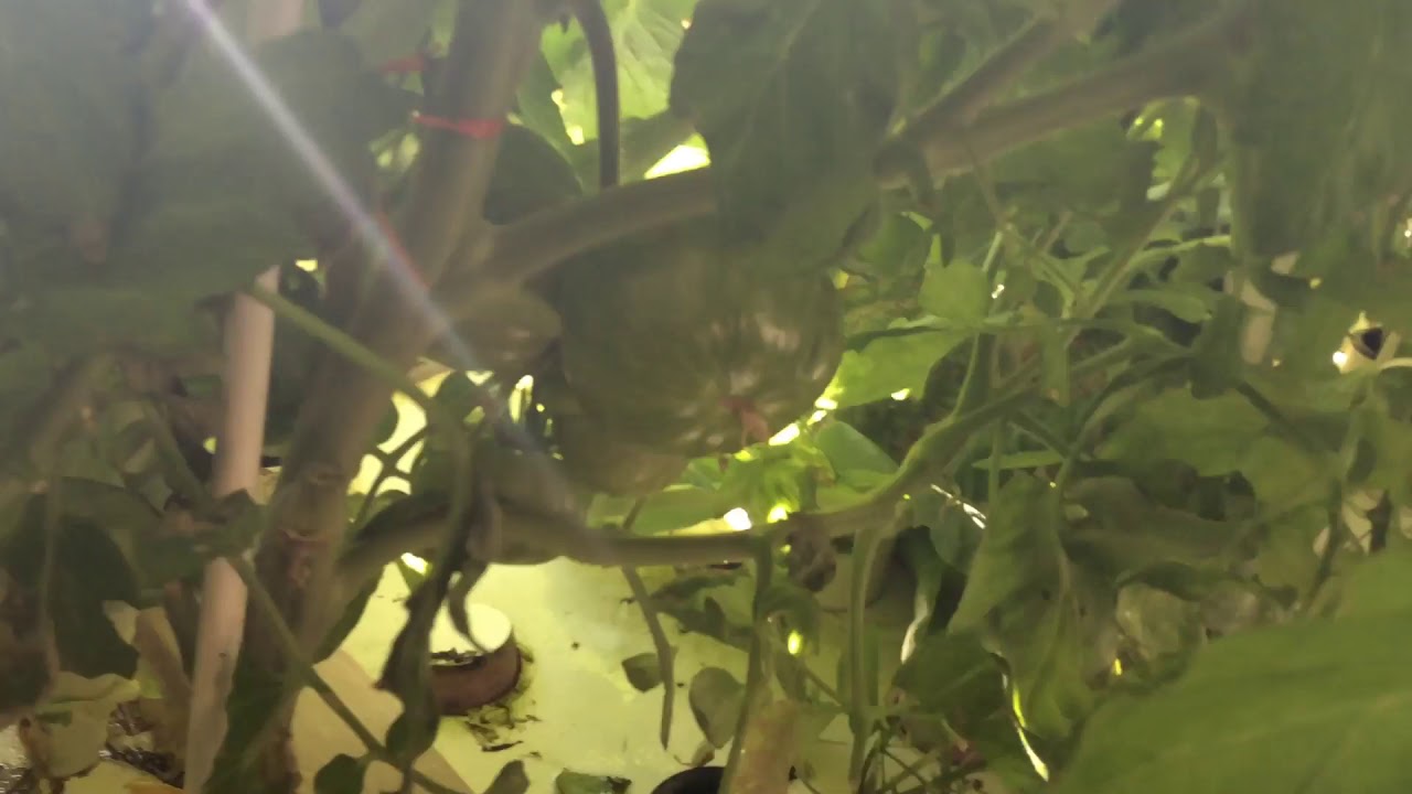 Kurt Fischer&rsquo;s greenhouse walk around