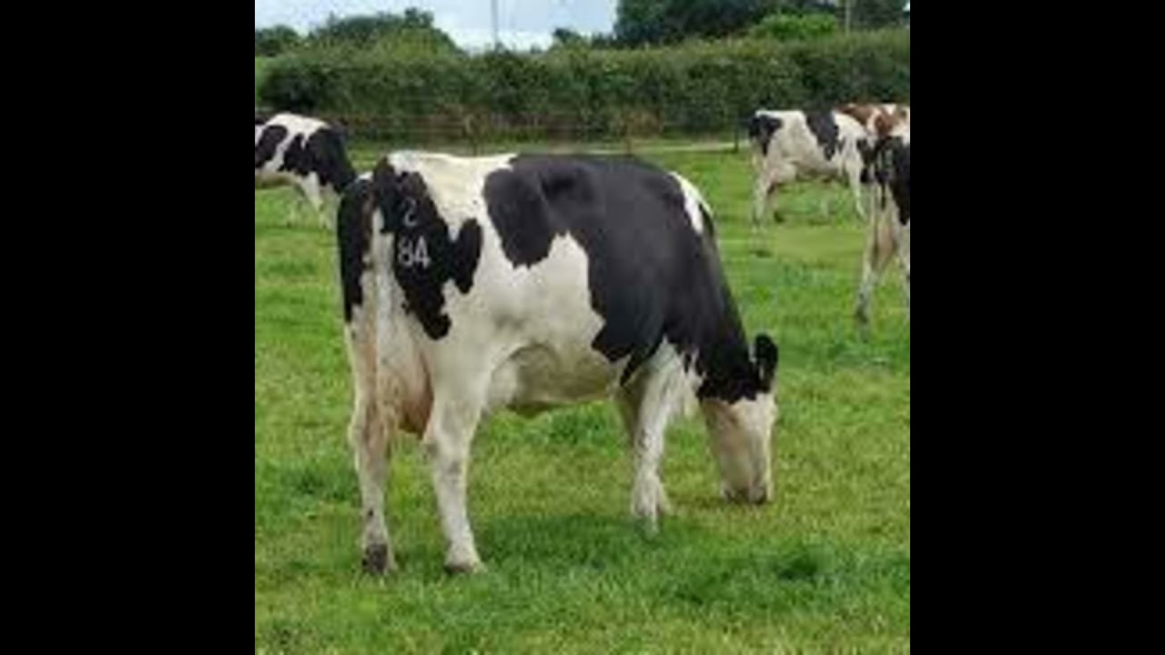 Udder Health