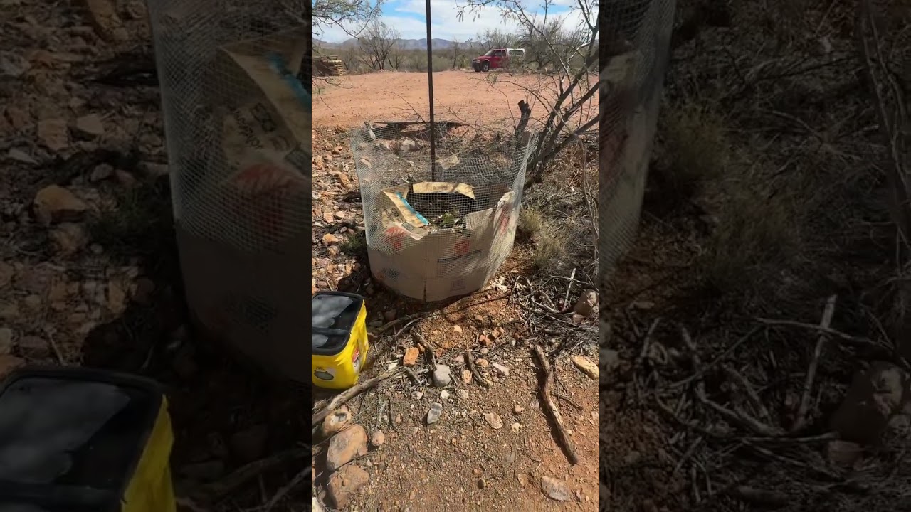 Mid February Arivaca Arizona homestead update