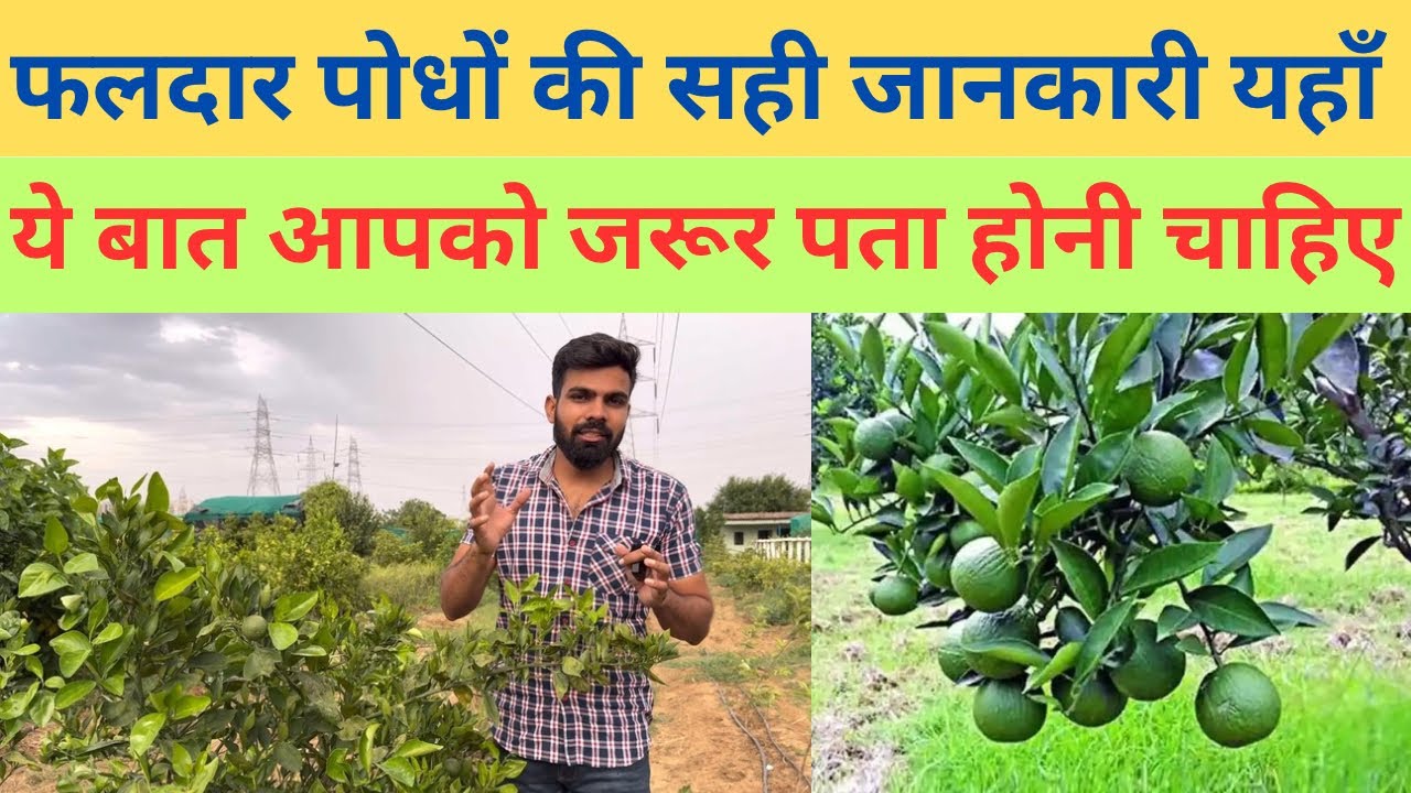 पौधे को कैसे लगाना है और देखभाल कैसे करनी है 👌