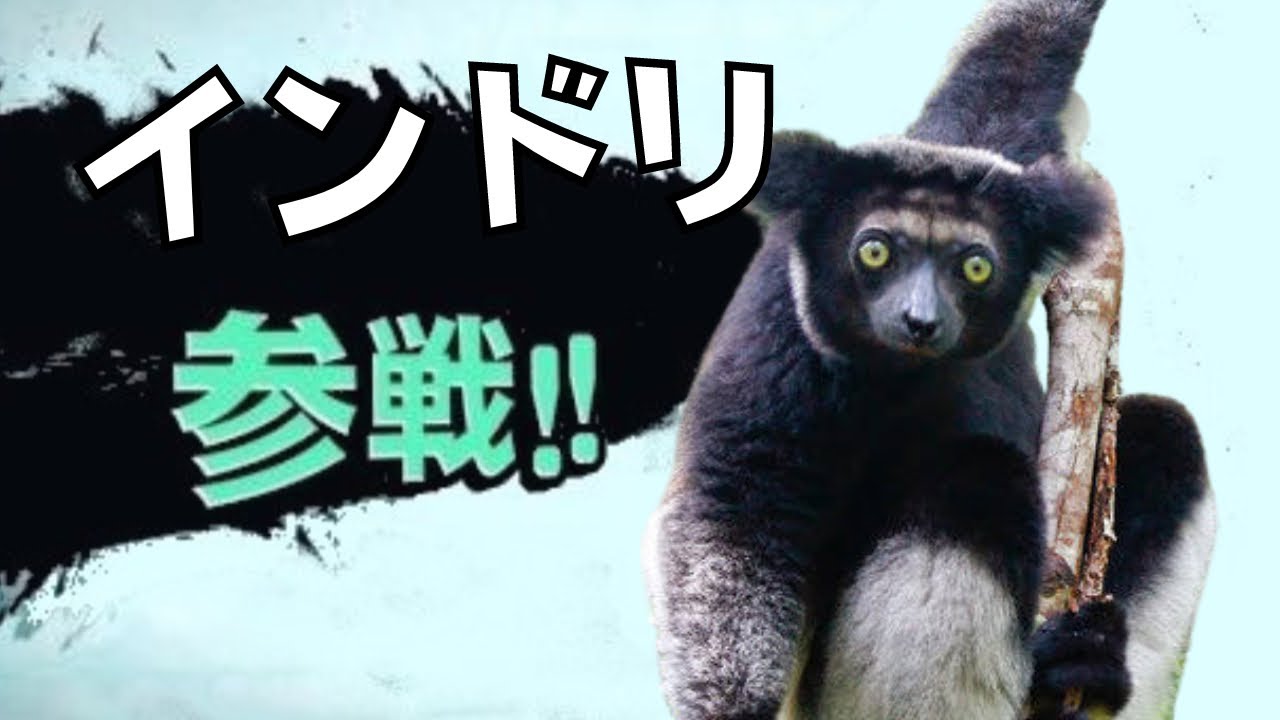 【大興奮】マダガスカルのジャングルで謎の生物に遭遇