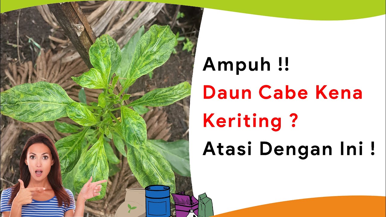 Campur Pupuk Magnesium Sulfat dengan Insektisida dan Fungisida, Atasi Daun Cabe Kuning