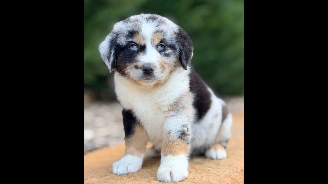 Union Jack is a very handsome blue merle boy. Mini Australian Shepherd puppy for sale..!!