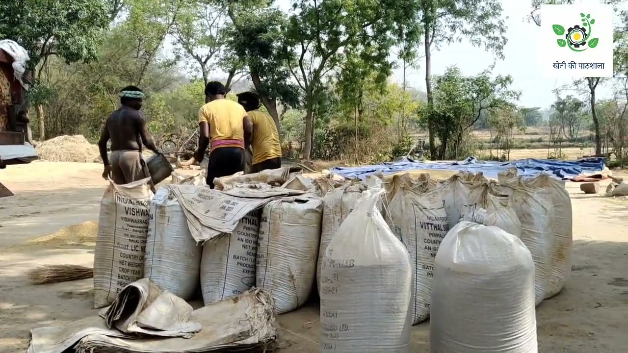 PAN 804 Jamuna। कितना हुआ उत्पादन।