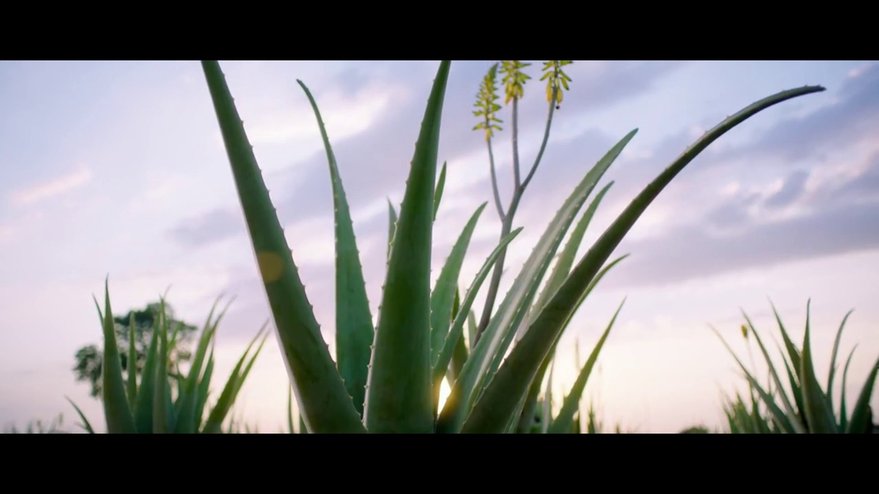 Forever Living : L'Aloe Vera dans toute sa splendeur !