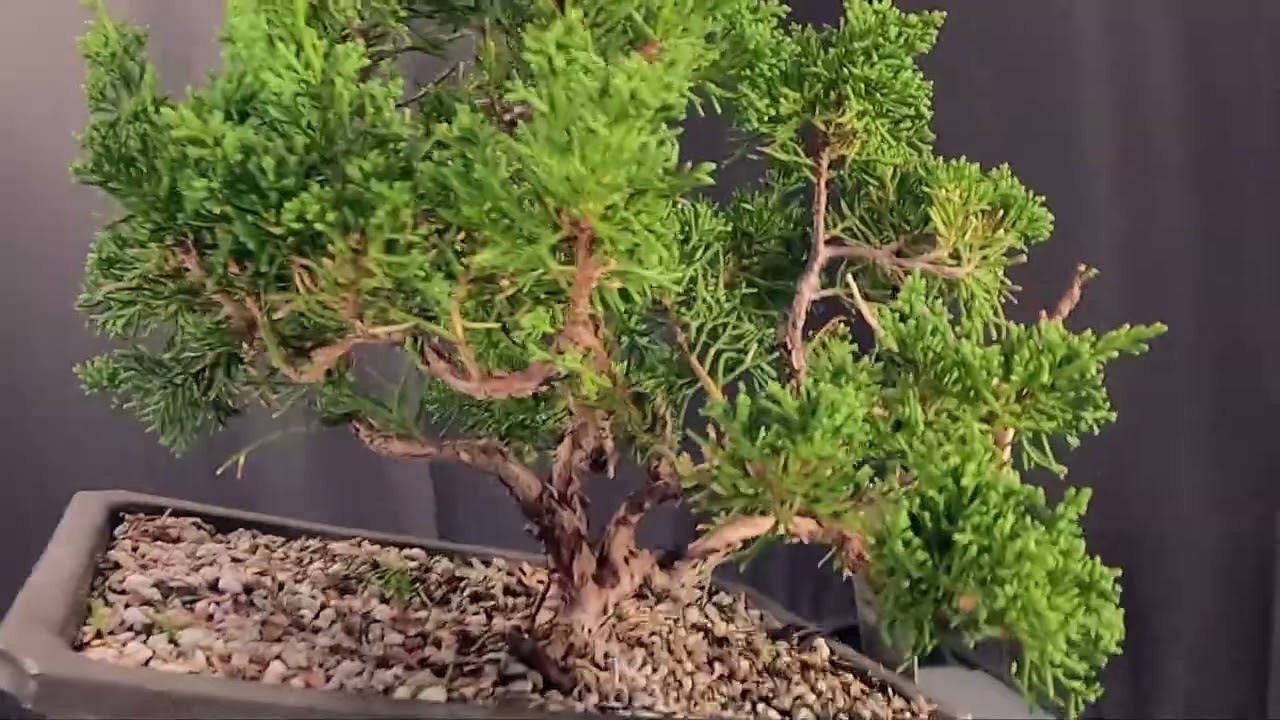 The Making of a Kishu Shimpaku Juniper Shohin Episode # 61