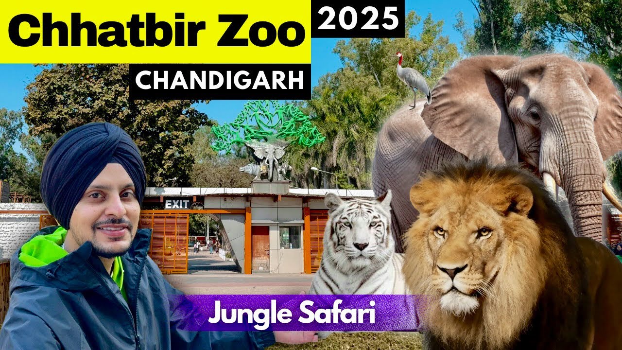 Chhatbir Zoo in Chandigarh | 🐆 LION Safari | Chhatbir Chidiyaghar