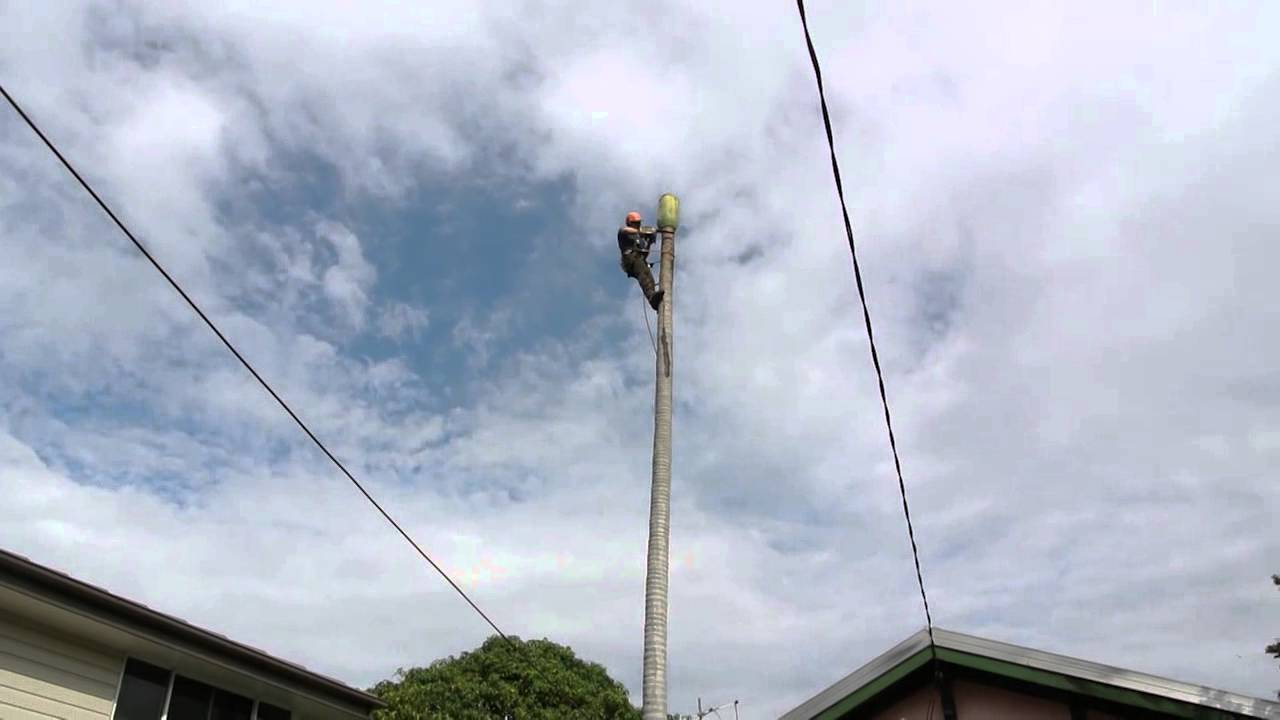 How a professional arborist cuts down a 65 foot/20 meter palm tree in 10 mins.