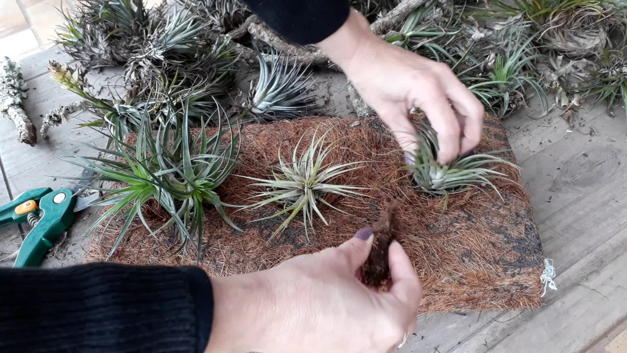 Mini Bromélias - Air Plant - Tillandsias - Decorando com Bromélias