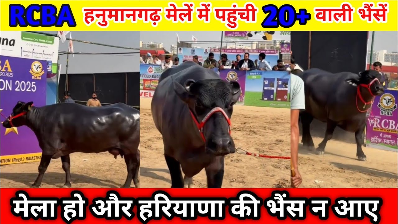 RCBA मेला हनुमानगढ़ | Beauty And Breed Competition | Buffalo Dairy Farm | #murrah #buffalo #milking 